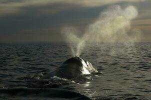 baleine respiration, péninsule valdés, patagonie, Argentine photo