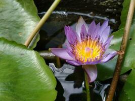 magnifique violet nénuphar ou lotus fleur dans étang. le fleur est complimenté par le riches couleurs photo