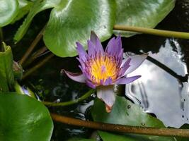 magnifique violet nénuphar ou lotus fleur dans étang. le fleur est complimenté par le riches couleurs photo