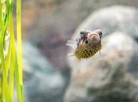 puffer poisson fermer photo