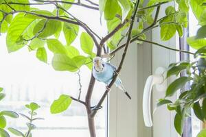 une magnifique bleu perruche est assis sans pour autant une cage sur une maison plante. tropical des oiseaux à maison. photo