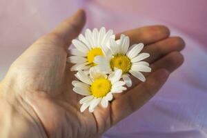 une femme main avec blanc marguerites sur une lumière Contexte. concept douceur et tendresse, anti-âge effet photo