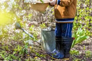 mignonne peu bambin garçon dans une chapeau et caoutchouc bottes est arrosage les plantes avec une arrosage pouvez dans le jardin. une charmant peu enfant portion le sien Parents grandir des légumes. photo