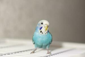 une magnifique bleu perruche est assis sans pour autant une cage. tropical des oiseaux à maison. photo