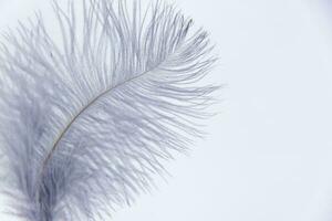 autruche coloré plumes sur une blanc Contexte. une stylo sur un isolé Contexte. photo