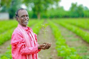 Indien content agriculteur en portant coton arbre dans mains, content agriculteur photo