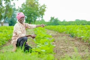 agriculteur en portant une coton arbre dans une coton champ, coton arbre, en portant feuille dans Inde photo