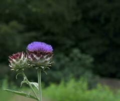 artichaut dans fleur --- cynara scolymus---,Rhénanie,Allemagne photo