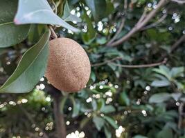 une Manilkara zapota fruit. aussi appelé comme sapotille, sapote, chicozapote, chicoo, chicle, baie de nase, ou nispero photo