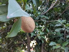 une Manilkara zapota fruit. aussi appelé comme sapotille, sapote, chicozapote, chicoo, chicle, baie de nase, ou nispero photo