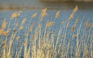 spectaculaire lever du soleil plus de le calme rivière dans printemps avec courbé herbe contre Soleil. daugava, Lettonie photo