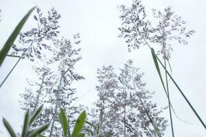 été séché sauvage verre sur le blanc Contexte concept Cadre. copie espace photo