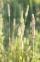 fleurs de banane plantain dans de bonne heure Matin Soleil. photo