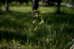 arrière-plans herbeux fleurs vert herbe fermer contre le réglage Soleil. photo