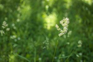 floraison oreilles de mauvaises herbes. Naturel pelouse dans le brillant Soleil photo