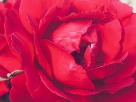 magnifique arbuste Rose dans été jardin, épanouissement fleurs dans Hertfordshire, Angleterre dans été, plantation et jardinage photo