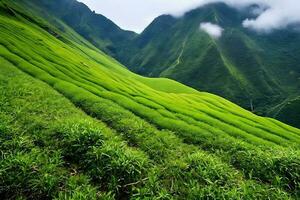 montagne et prairie en saison des pluies paysage naturel vert photo