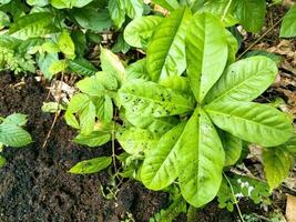 plante dans le jardin sur le sol photo