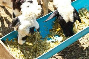 beaucoup de le mouton à manger. photo