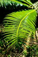 vert feuilles dans le Soleil photo