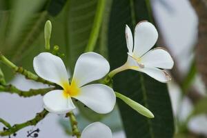 blanc frangipanier fleurs dans le jardin photo