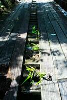 bois pont avec vert mauvaises herbes. photo