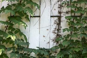 vert feuilles, blanc bois Cadre photo