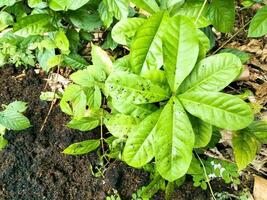 plante dans le jardin sur le sol photo