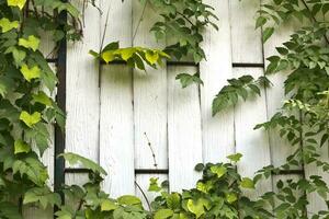 vert feuilles, blanc bois Cadre photo