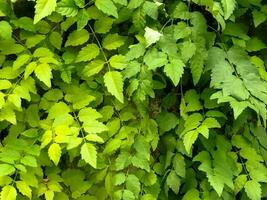 vert feuilles plante feuille Contexte photo