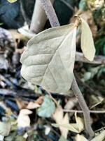 sec feuilles, avec une pile de sec herbe photo