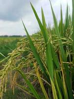 riz les plantes croissance dans une champ photo
