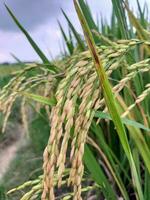 riz les plantes croissance dans une champ photo