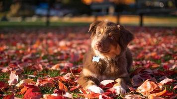 Close up portrait of brown aussie chien de berger aux yeux bleus et verts photo