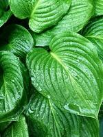 plein Cadre de vert feuilles après pluie. verticale Contexte sur le thème de santé écologie la nature photo