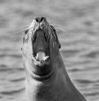 mer les Lions portrait photo