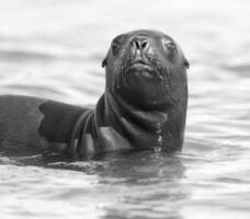 mer les Lions portrait photo