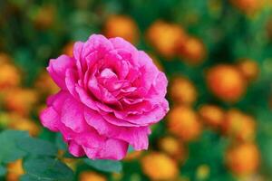 violet à grandes fleurs thé Rose fleurit dans le jardin dans été photo