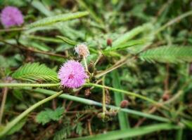 mimosa pudique, grandit sauvage sur le côté de le route, ouvert des endroits exposé à le Soleil et pouvez être a trouvé à un altitude de 1 jusqu'à ce que 1200 m au dessus mer niveau photo