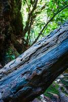 arbre tombé dans la forêt tropicale photo