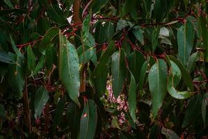 eucalyptus feuille proche en haut photo