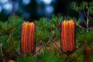 Banksia Australie originaire de fleur photo