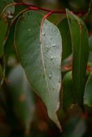 eucalyptus feuille proche en haut photo