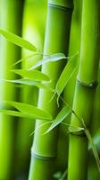 bambou fermer. une Frais Regardez à un ancien plante. ai génératif photo