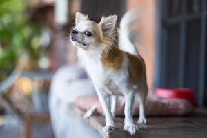Chien chihuahua poil long sur table photo