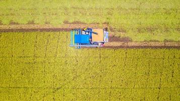 Vue aérienne de dessus de la machine de récolte travaillant dans une rizière d'en haut