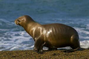 une mer Lion sur le plage photo