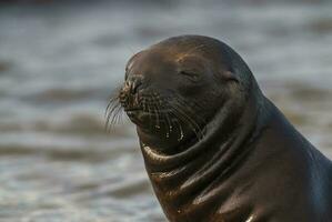 une joint pose sur le sol avec ses bouche ouvert photo