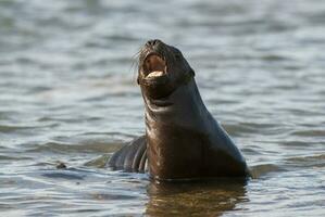 une groupe de mer les Lions photo