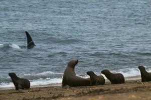 une groupe de mer les Lions photo